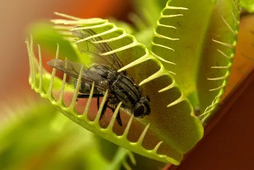Как вырастить венерину мухоловку: плотоядное растение, которое не любит удобрения