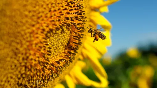 Как спасти медоносных пчёл: 3 простые вещи, которые нужно сделать в своём дворе