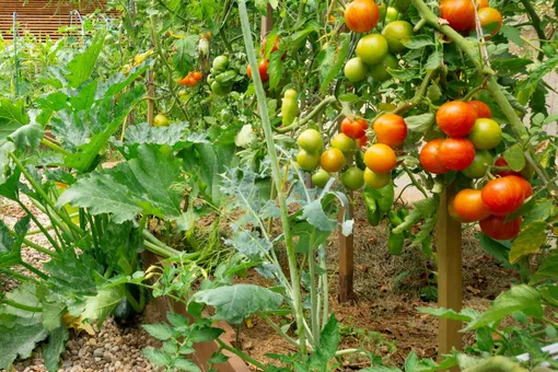 Секрет обильного урожая помидоров — посадить их в правильной компании