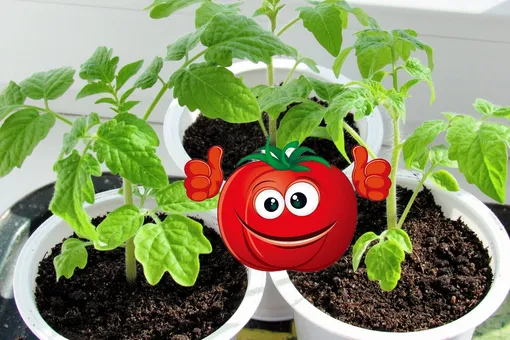 Как подготовить почву для выращивания томатов в горшках на балконе