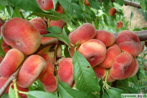 Все, что вы хотели знать о вкусном и полезном инжирном персике — сорта, выращивание, уход, свойства и применение