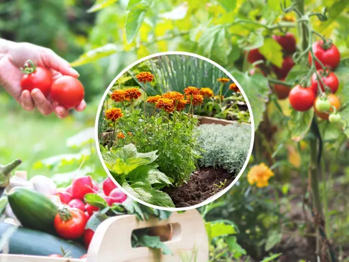 Секрет обильного урожая помидоров — посадить их в правильной компании