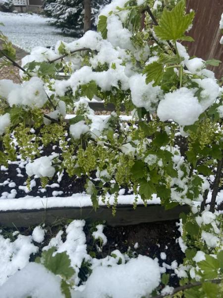 Что будет с садом после «майской зимы» и как спасти растения от снегопада?