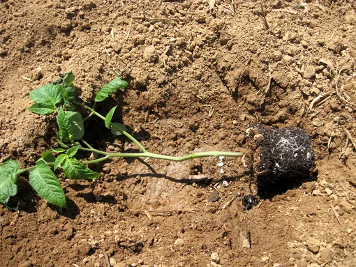 Сказочная урожайность: зачем профессиональные садоводы сажают помидоры «лёжа»