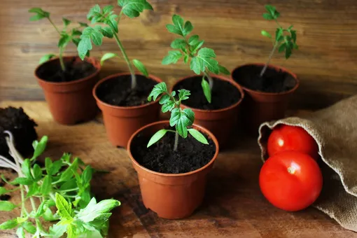 Когда сажать помидоры в грунт? Лучше не торопиться, ведь погода может нарушить ваши планы и уничтожить урожай