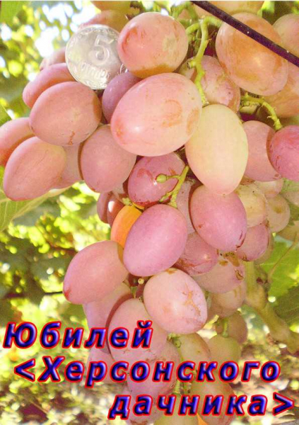 Виноград Юбилей херсонского дачника — лучшее растение для успешного садоводства