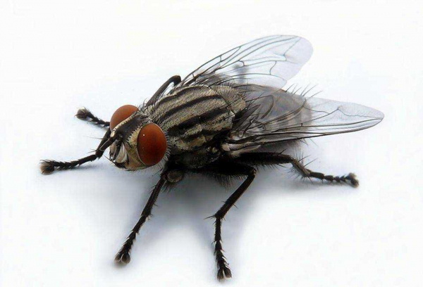 Причины появления мух на даче и эффективные способы борьбы с ними