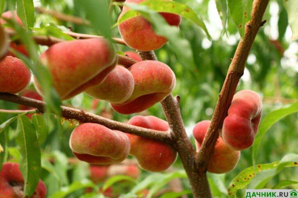 Все, что вы хотели знать о вкусном и полезном инжирном персике — сорта, выращивание, уход, свойства и применение