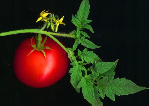20 удивительных применений листьев томатов, о которых вы, возможно, никогда не слышали