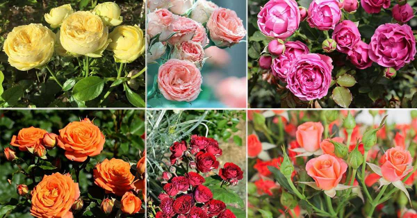 Лучшие сорта роз спрей для озеленения сада и украшения интерьера