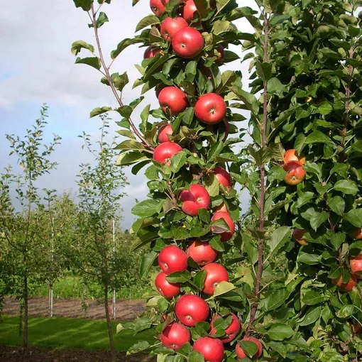 10 советов для более быстрого роста и плодоношения яблони