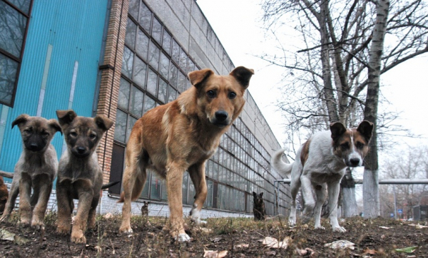 Бродячие собаки на улице и во дворе, как избавиться и куда обращаться