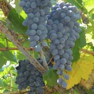 Желанный Виноград Сюрприз — удивительные свойства ягод, которые покорят вас!