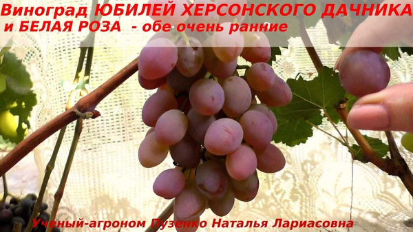 Виноград Юбилей херсонского дачника — лучшее растение для успешного садоводства