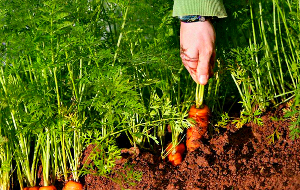 Подборка огородных хитростей: от выращивания рассады до уборки