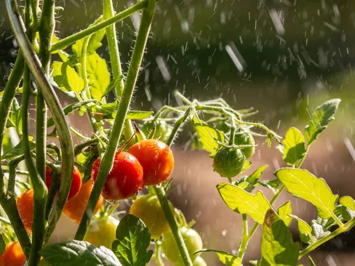 Как правильно поливать помидоры: от этого зависит урожай