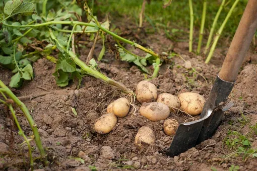 Когда и как сажать картофель и какие сорта лучше всего выращивать на своём приусадебном участке