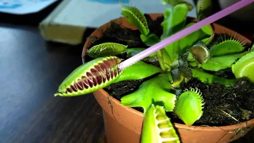 Как вырастить венерину мухоловку: плотоядное растение, которое не любит удобрения