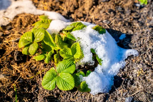 Что будет с садом после «майской зимы» и как спасти растения от снегопада?
