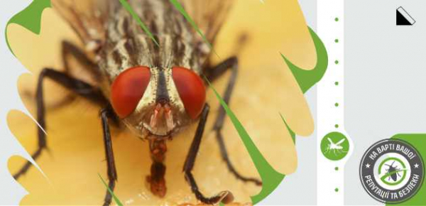 Причины появления мух на даче и эффективные способы борьбы с ними