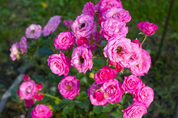 Лучшие сорта роз спрей для озеленения сада и украшения интерьера