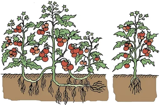 Сказочная урожайность: зачем профессиональные садоводы сажают помидоры «лёжа»