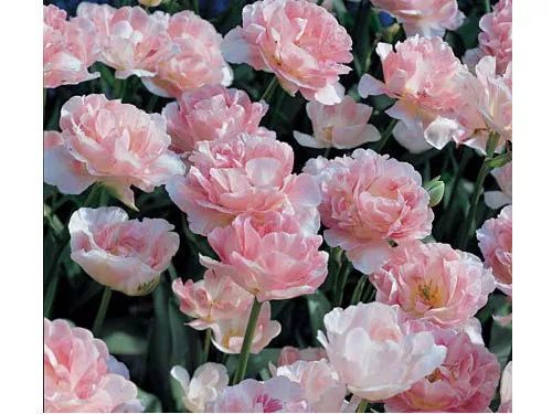 Махровый тюльпан Анжелика: самый модный цветок для сада