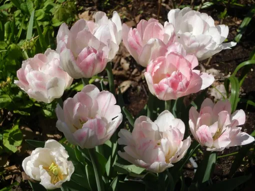 Махровый тюльпан Анжелика: самый модный цветок для сада