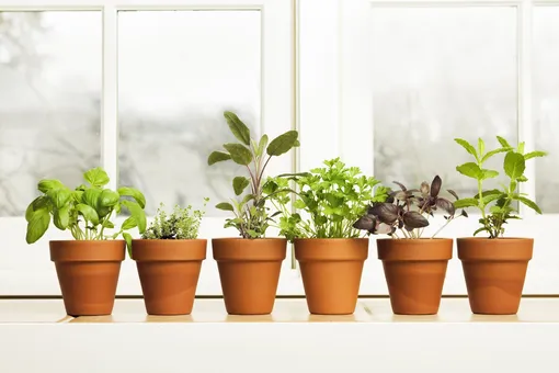 Выращивание листовой горчицы в домашних условиях: свежая зелень круглый год