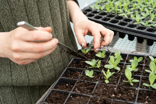 Сделайте это с рассадой: как вырастить петунию шариком