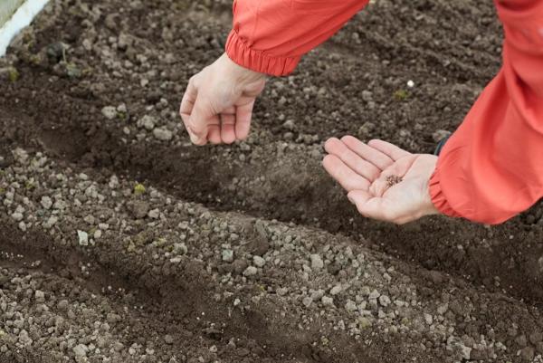 
        Многие не знают. Что можно посадить на огороде под зиму — время пришло    