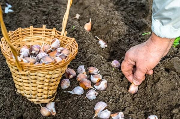         Яровой и озимый. Когда сажать чеснок осенью и весной — по регионам    